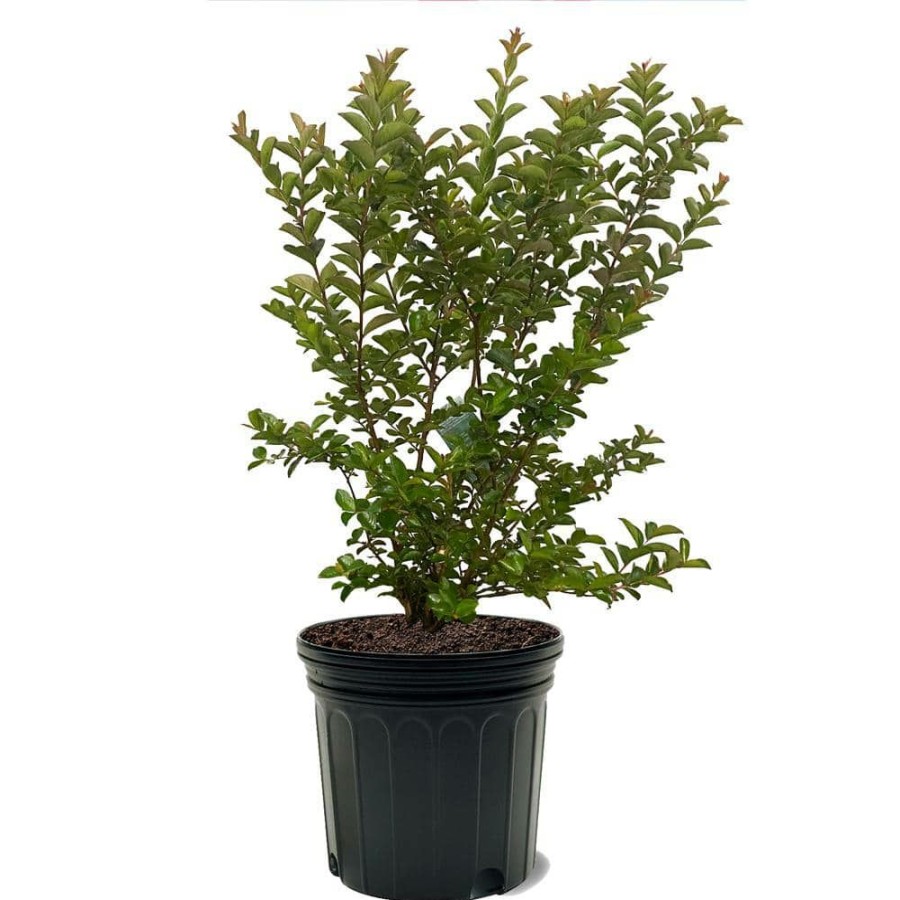 Outdoor Plants * | Wholesale 7 Gal. Sioux Crape Myrtle Tree By Unbranded