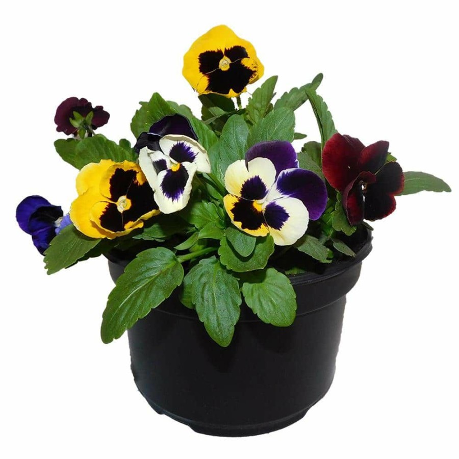 Outdoor Plants * | Outlet 8 In. Pansy Annual Plant With Multi-Colored Blooms By Unbranded