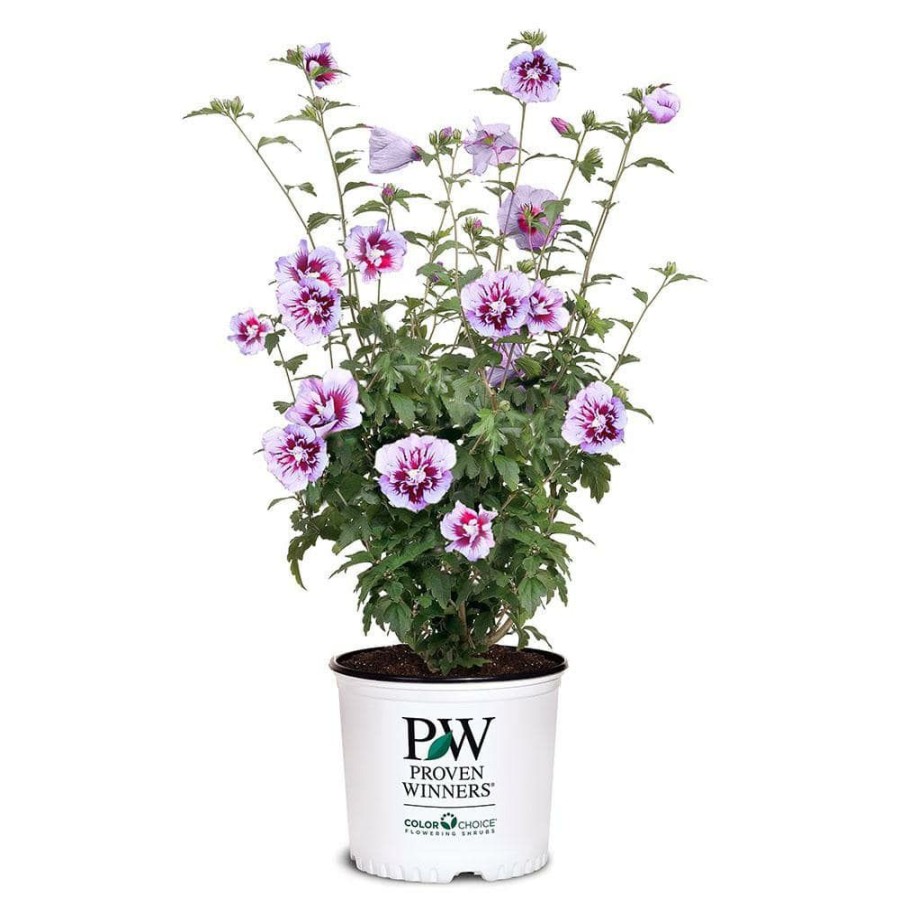 Outdoor Plants * | New 2 Gal. Purple Pillar Rose Of Sharon (Hibiscus) Plant With Purple Flowers By Proven Winners