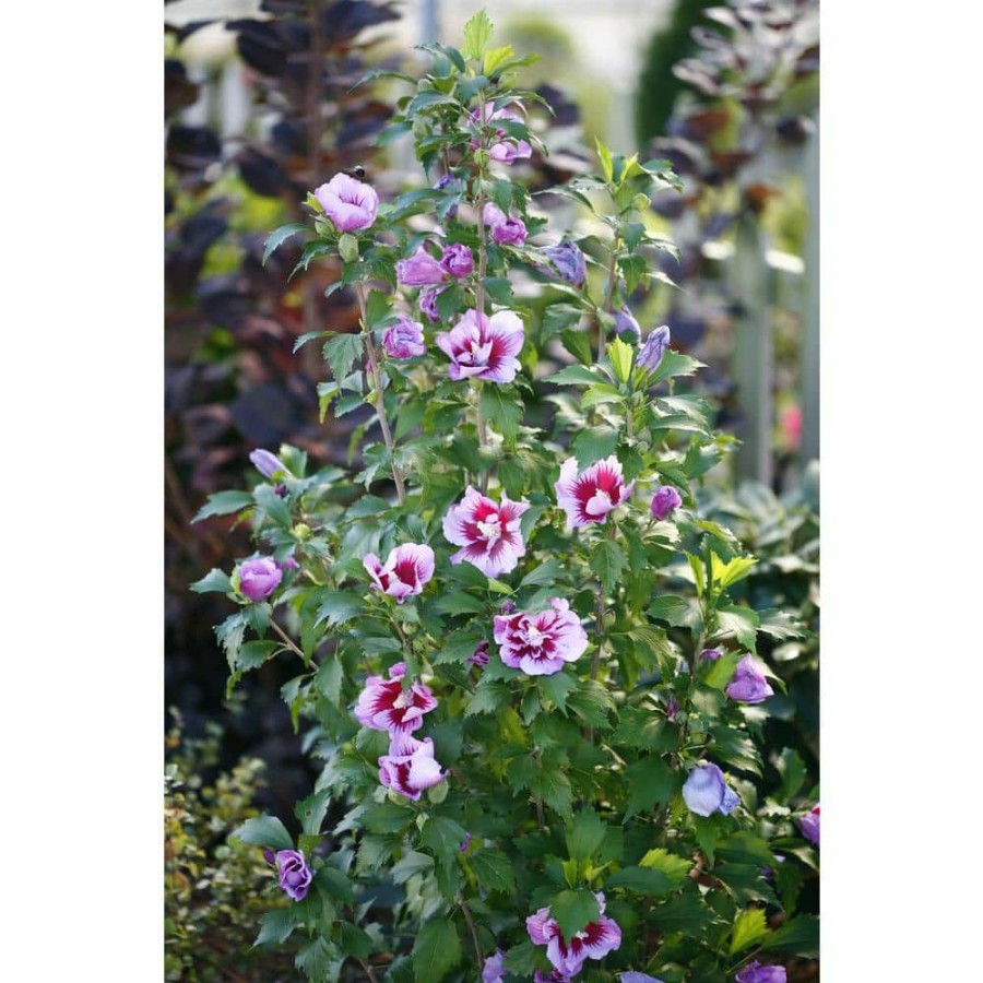 Outdoor Plants * | New 2 Gal. Purple Pillar Rose Of Sharon (Hibiscus) Plant With Purple Flowers By Proven Winners