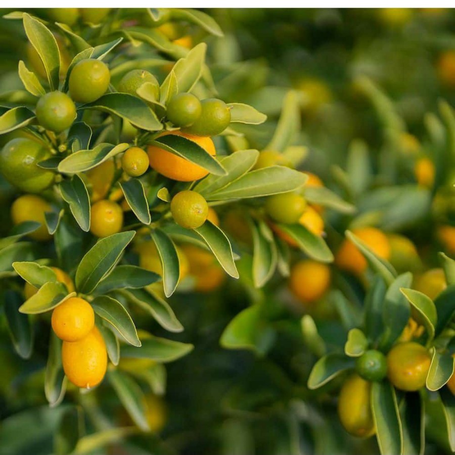 Outdoor Plants * | New 3 Gal. Nagami Kumquat Evergreen Tree By Alder & Oak