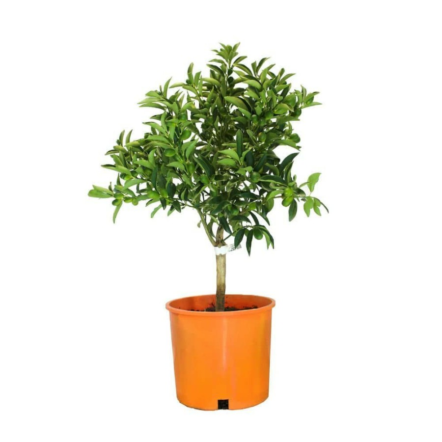 Outdoor Plants * | New 3 Gal. Nagami Kumquat Evergreen Tree By Alder & Oak