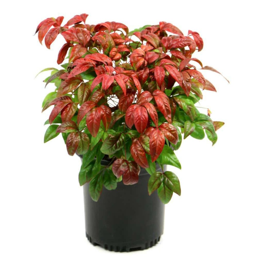 Outdoor Plants * | Cheap 2.25 Gal. Nandina Fire Power Shrub By National Plant Network