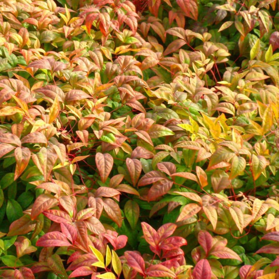 Outdoor Plants * | Cheap 2.25 Gal. Nandina Fire Power Shrub By National Plant Network