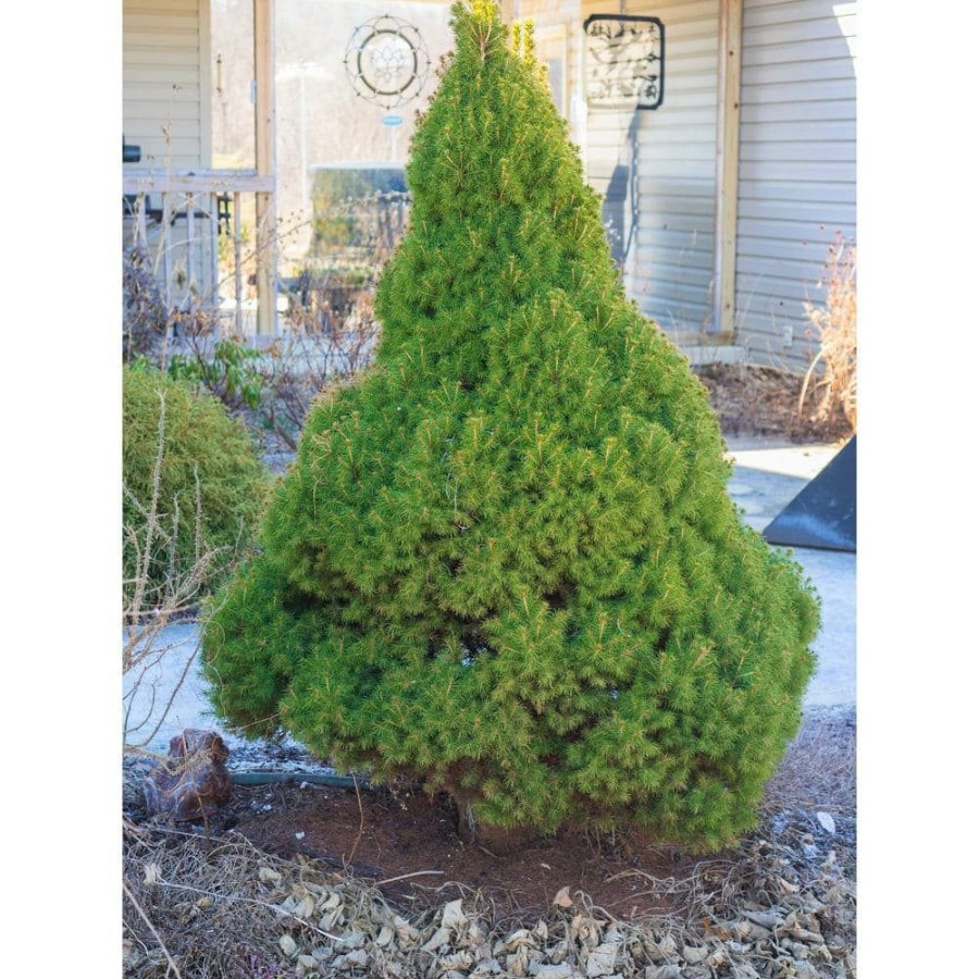 Outdoor Plants * | Deals 5 Gal. Dwarf Alberta Spruce Shrub With Aromatic And Soft Evergreen Foliage, Very Low Maintenance And Cold Hardy By Online Orchards