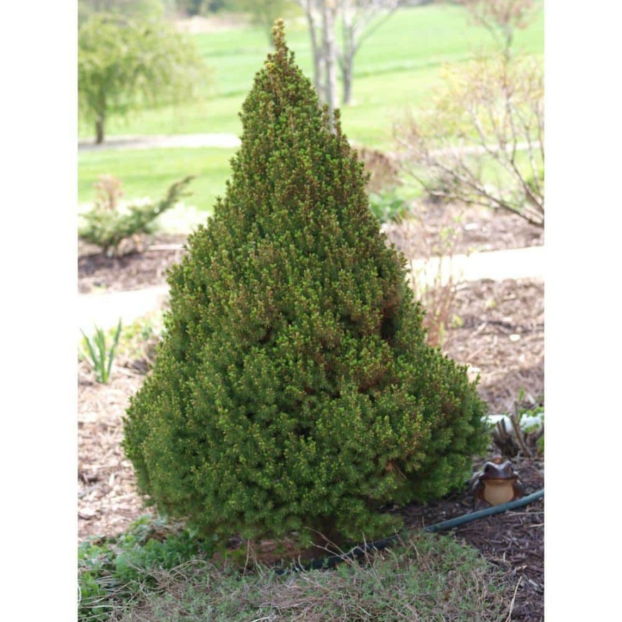 Outdoor Plants * | Deals 5 Gal. Dwarf Alberta Spruce Shrub With Aromatic And Soft Evergreen Foliage, Very Low Maintenance And Cold Hardy By Online Orchards