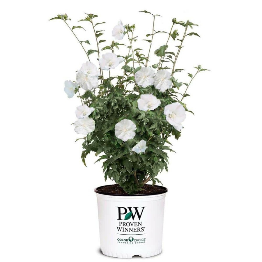 Outdoor Plants * | Best Reviews Of 2 Gal. White Pillar Rose Of Sharon (Hibiscus) Plant With White Flowers By Proven Winners