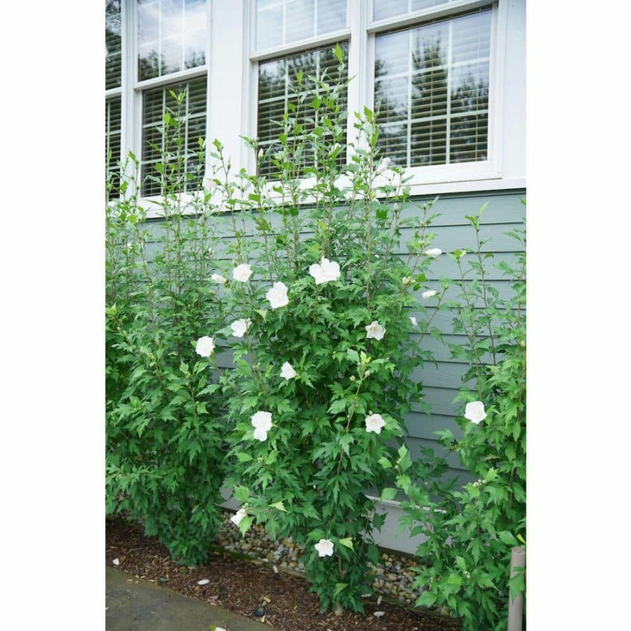 Outdoor Plants * | Best Reviews Of 2 Gal. White Pillar Rose Of Sharon (Hibiscus) Plant With White Flowers By Proven Winners