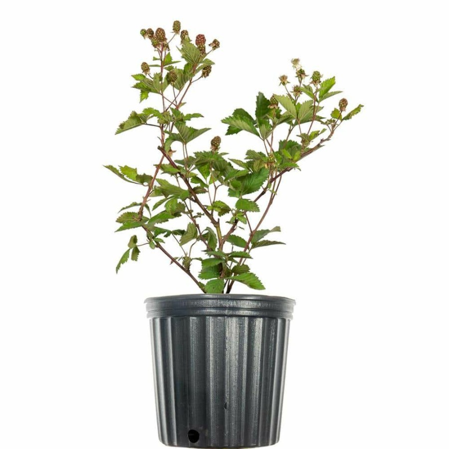 Outdoor Plants * | New 1 Gal. Ouachita Blackberry Plant In Grower'S Pot, Large Berries During Summer By Perfect Plants