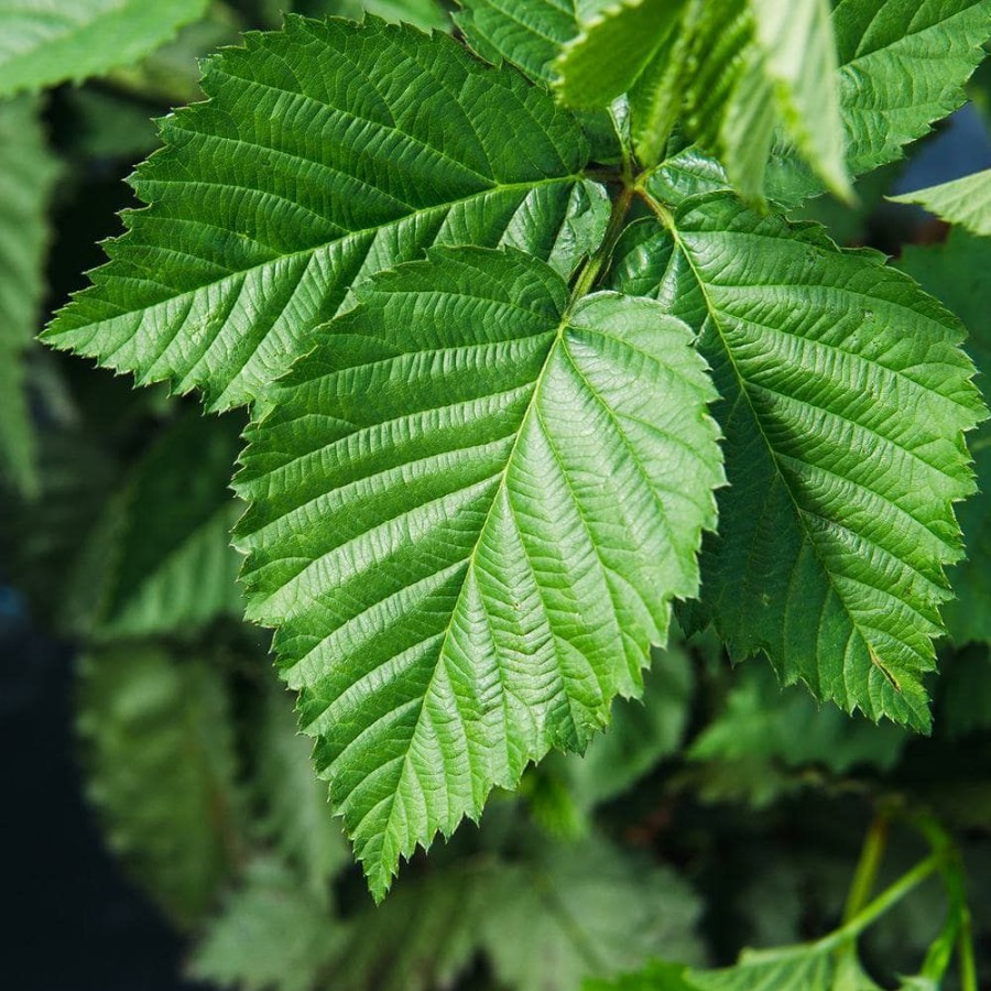 Outdoor Plants * | New 1 Gal. Ouachita Blackberry Plant In Grower'S Pot, Large Berries During Summer By Perfect Plants