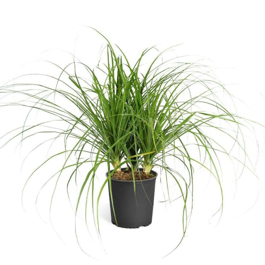 Outdoor Plants * | Buy 3 Gal. Ponytail Palm In Pot By Brighter Blooms