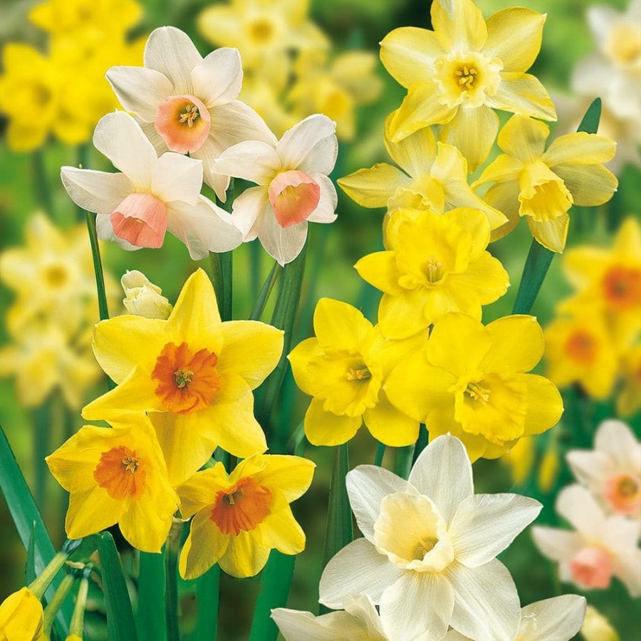 Outdoor Plants * | Brand New Daffodils Bulbs Fragrant Mixture (Set Of 25) By Van Zyverden