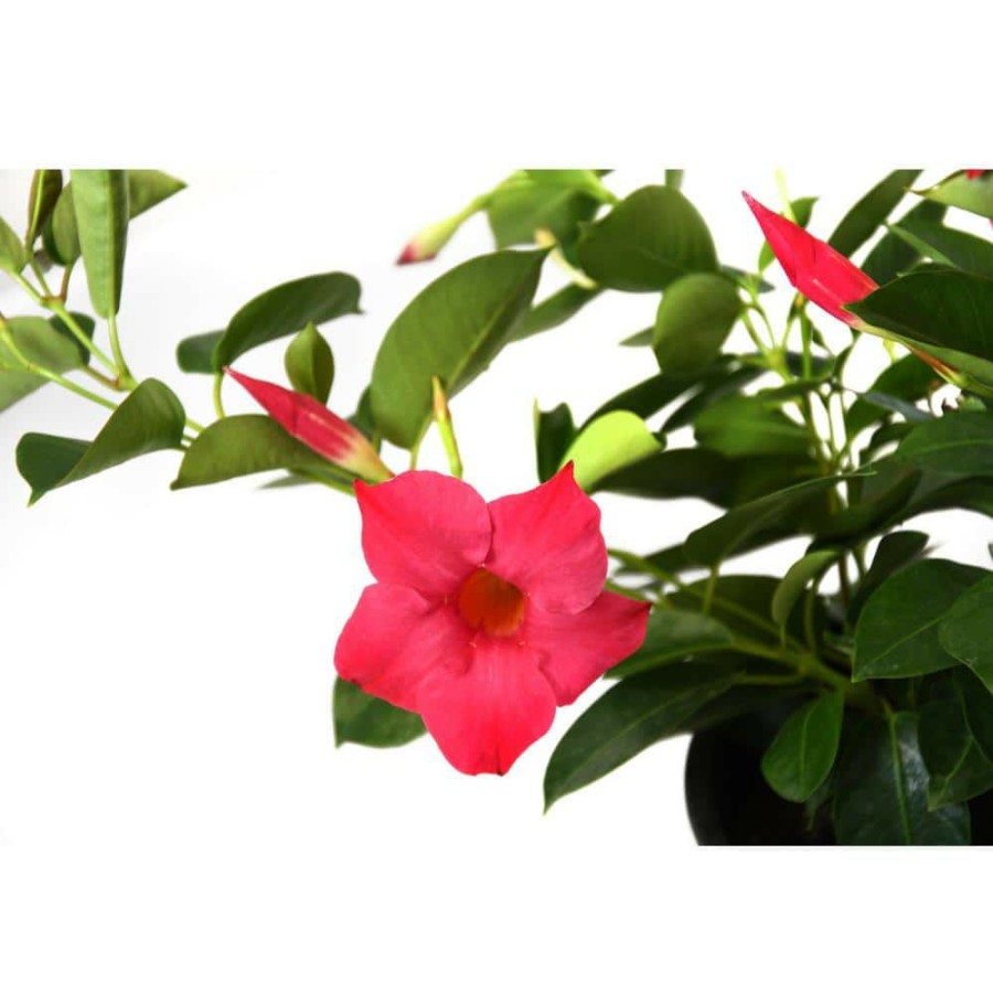 Outdoor Plants * | Coupon 2.5 Qt. Sun Parasol Pink Blooming Mandevilla Plant By Everde Growers