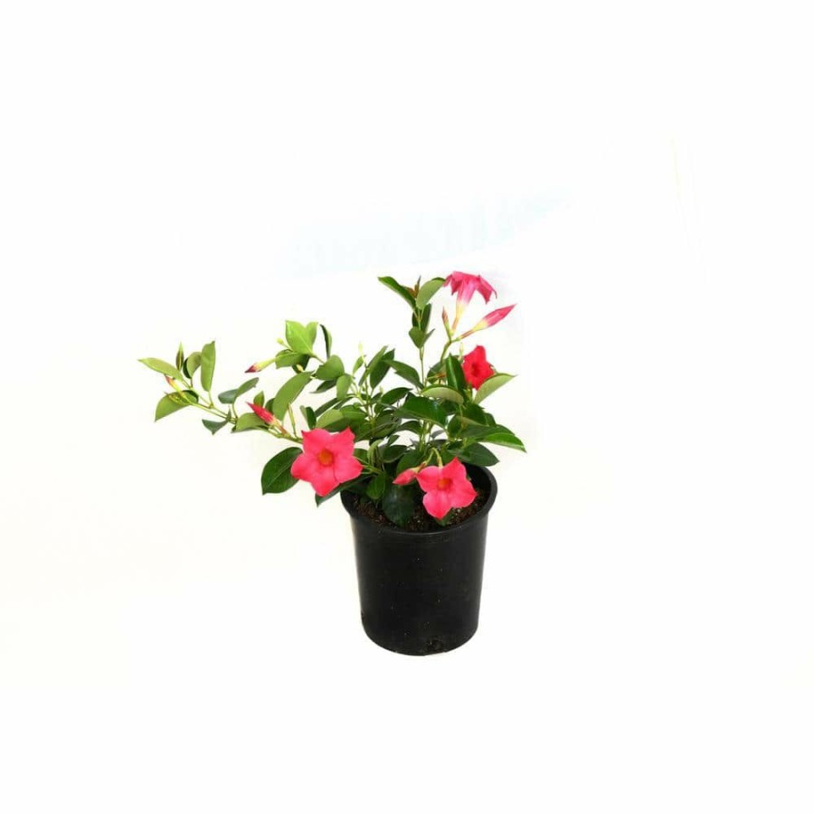 Outdoor Plants * | Coupon 2.5 Qt. Sun Parasol Pink Blooming Mandevilla Plant By Everde Growers