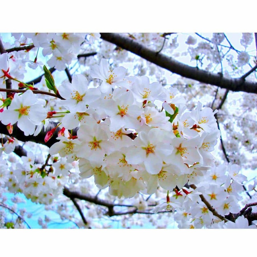 Outdoor Plants * | Deals 3 Ft. Yoshino Cherry Blossom Tree With Fragrant White Almond Scented Flowers By Online Orchards