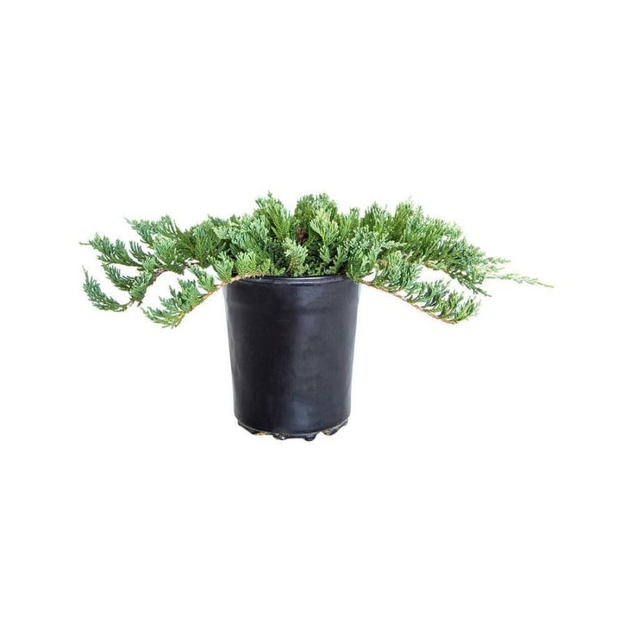 Outdoor Plants * | Brand New 2.5 Qt. Blue Rug Juniper Evergreen Groundcover Plant By Flowerwood