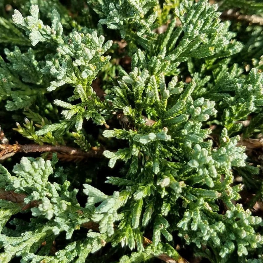 Outdoor Plants * | Brand New 2.5 Qt. Blue Rug Juniper Evergreen Groundcover Plant By Flowerwood