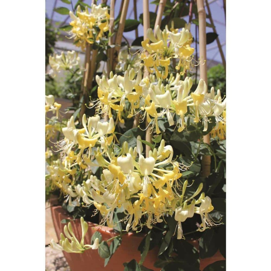 Outdoor Plants * | Budget 1 Gal. Scentsation Honeysuckle (Lonicera) Live Vine Shrub With Yellow Flowers And Red Berries By Proven Winners