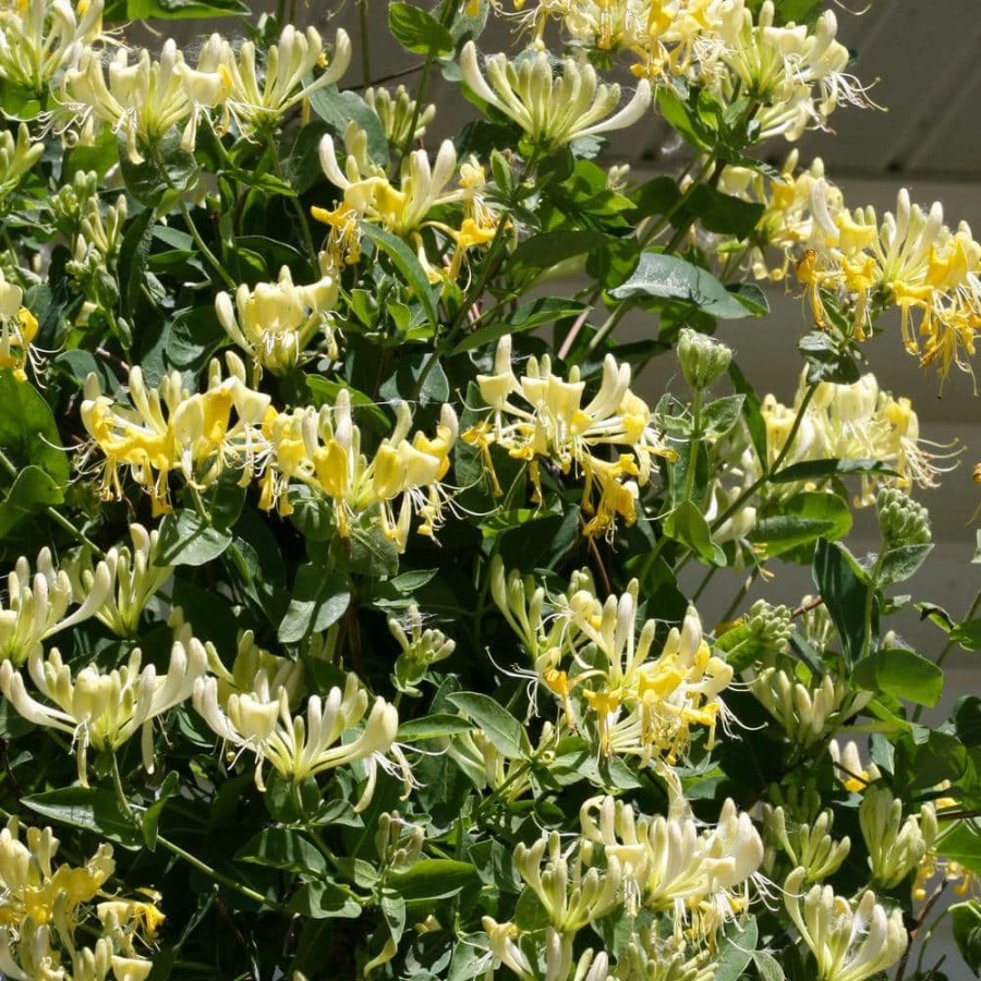 Outdoor Plants * | Budget 1 Gal. Scentsation Honeysuckle (Lonicera) Live Vine Shrub With Yellow Flowers And Red Berries By Proven Winners