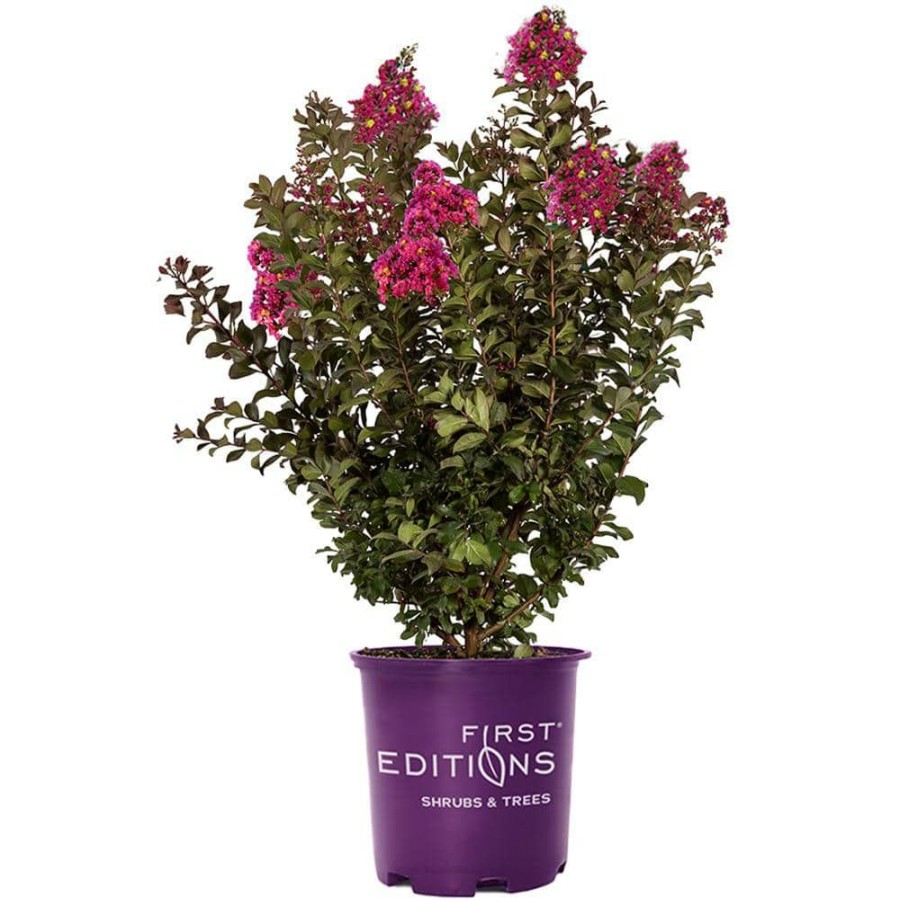 Outdoor Plants * | Deals 7 Gal. Plum Magic Crape Myrtle Tree With Fuchsia-Pink Flowers By First Editions