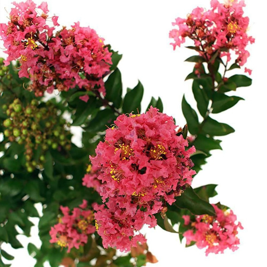 Outdoor Plants * | Deals 7 Gal. Plum Magic Crape Myrtle Tree With Fuchsia-Pink Flowers By First Editions