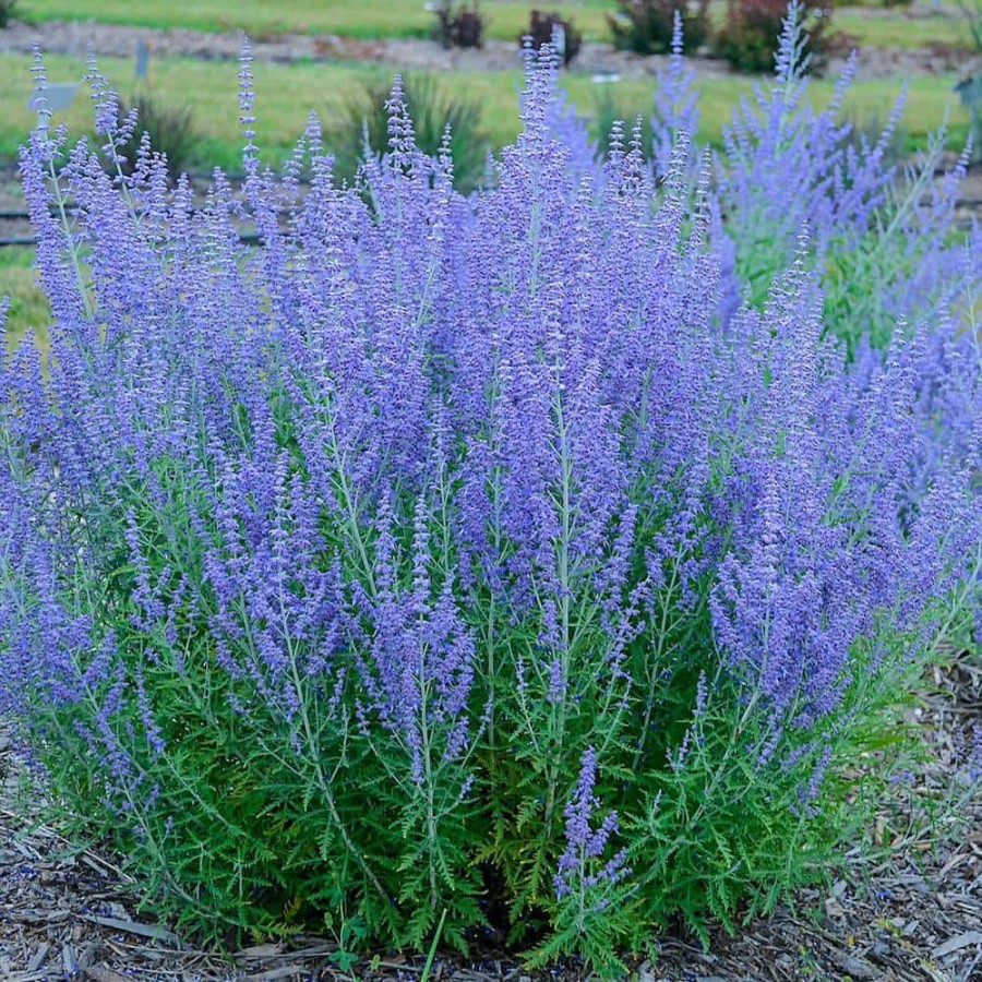 Outdoor Plants * | Discount Blue Jean Baby Sage (Perovskia), Live Bare Root Perennial Plant (1-Pack) By Spring Hill Nurseries