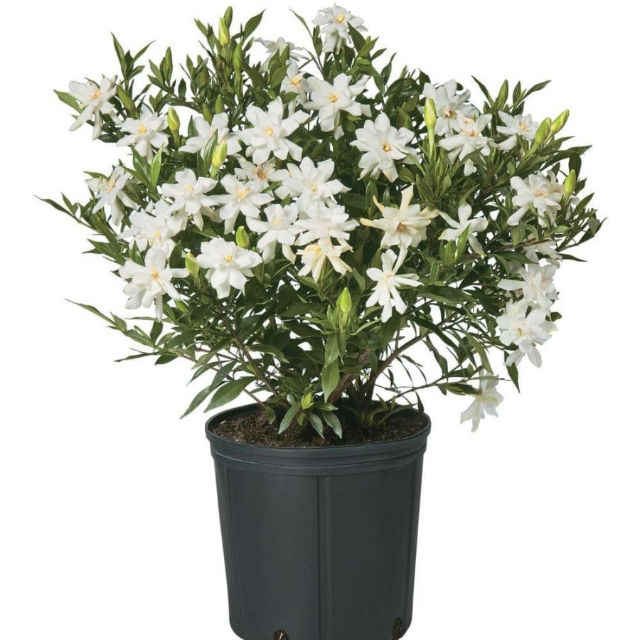 Outdoor Plants * | Discount 2.5 Qt. Gardenia Frostproof Shrub With White Flowers By Unbranded