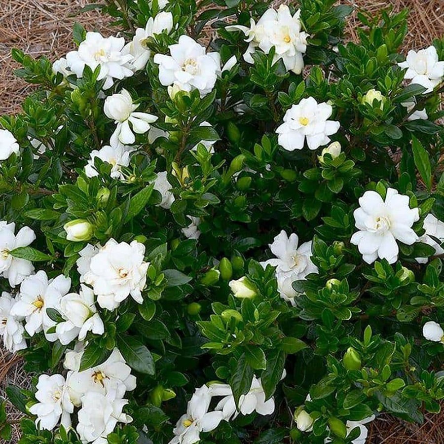 Outdoor Plants * | Discount 2.5 Qt. Gardenia Frostproof Shrub With White Flowers By Unbranded