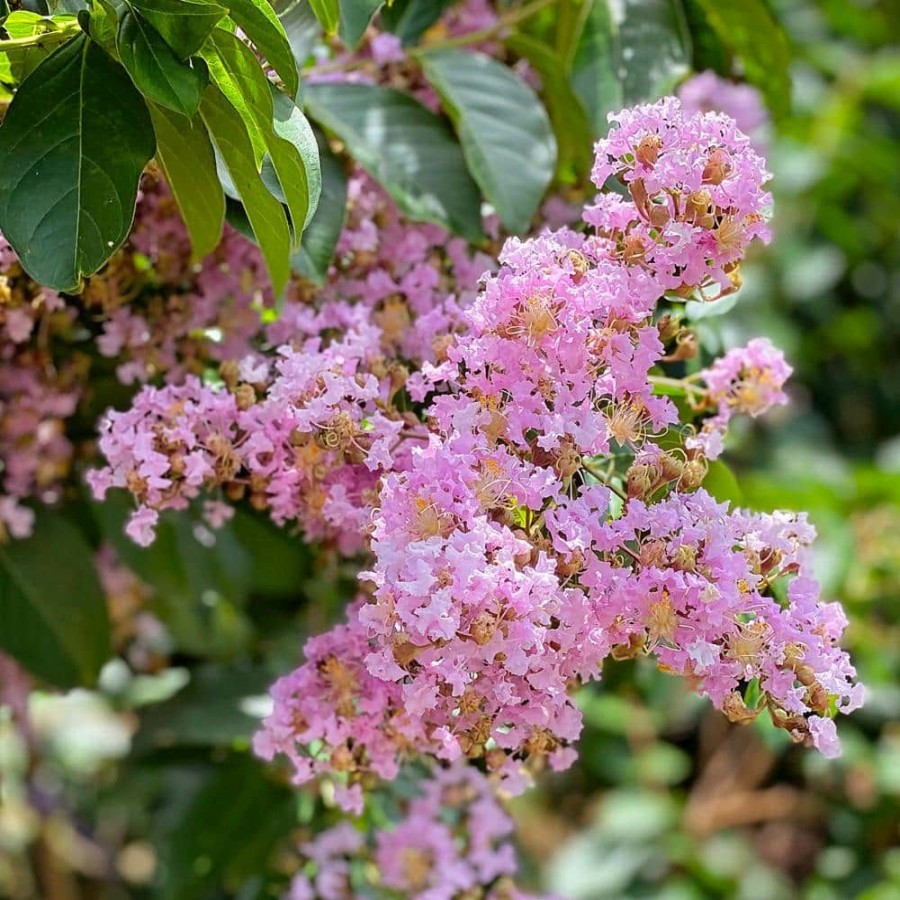 Outdoor Plants * | Budget 7 Gal. Muskogee Crape Myrtle Tree By Unbranded