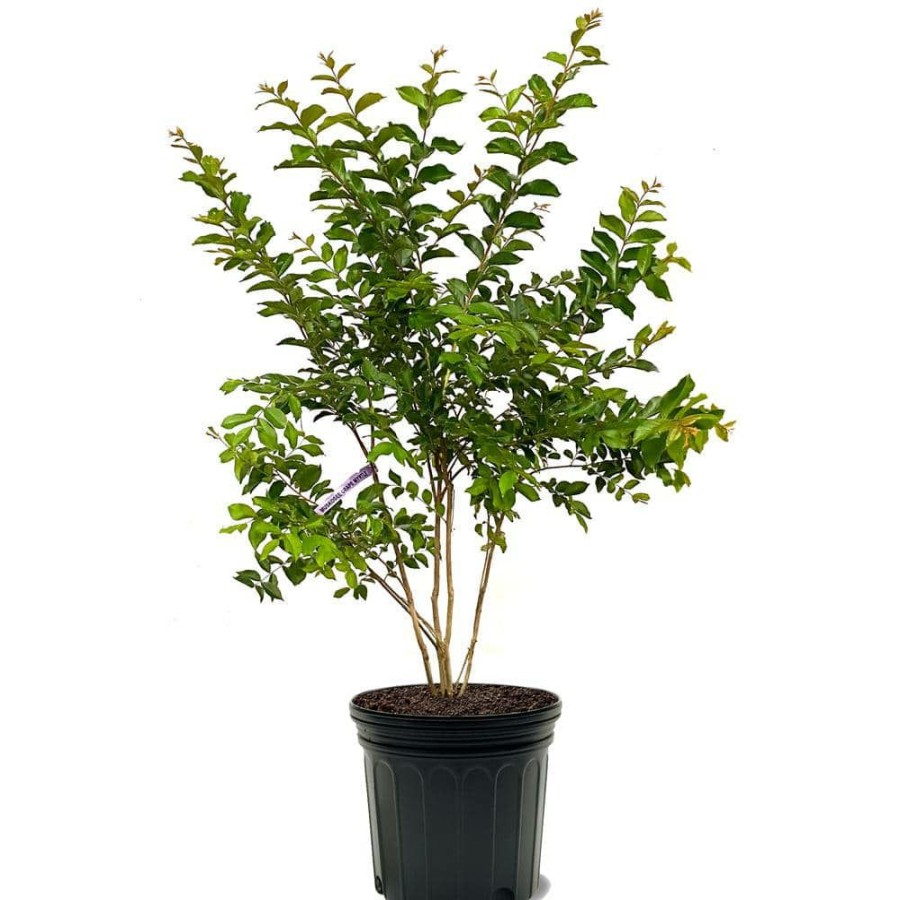 Outdoor Plants * | Budget 7 Gal. Muskogee Crape Myrtle Tree By Unbranded