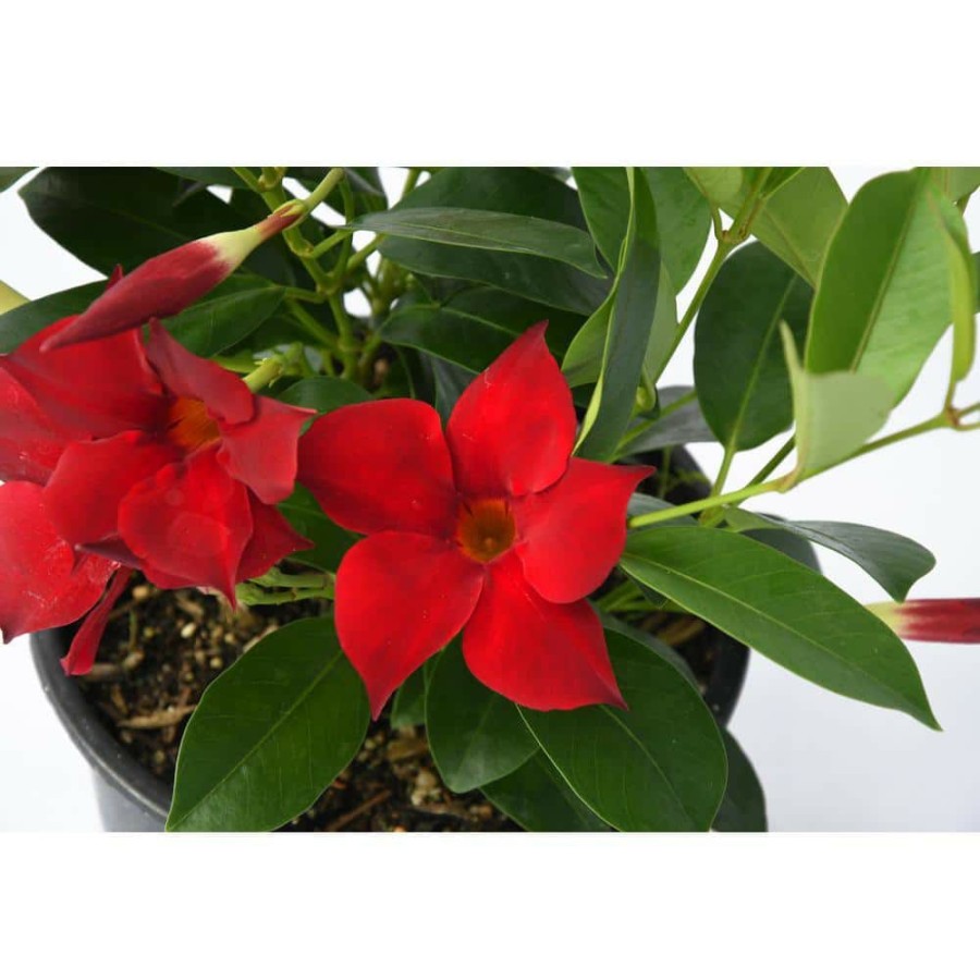 Outdoor Plants * | Outlet 2.5 Qt. Sun Parasol 'Crimson' Blooming Red Mandevilla Plant By Everde Growers