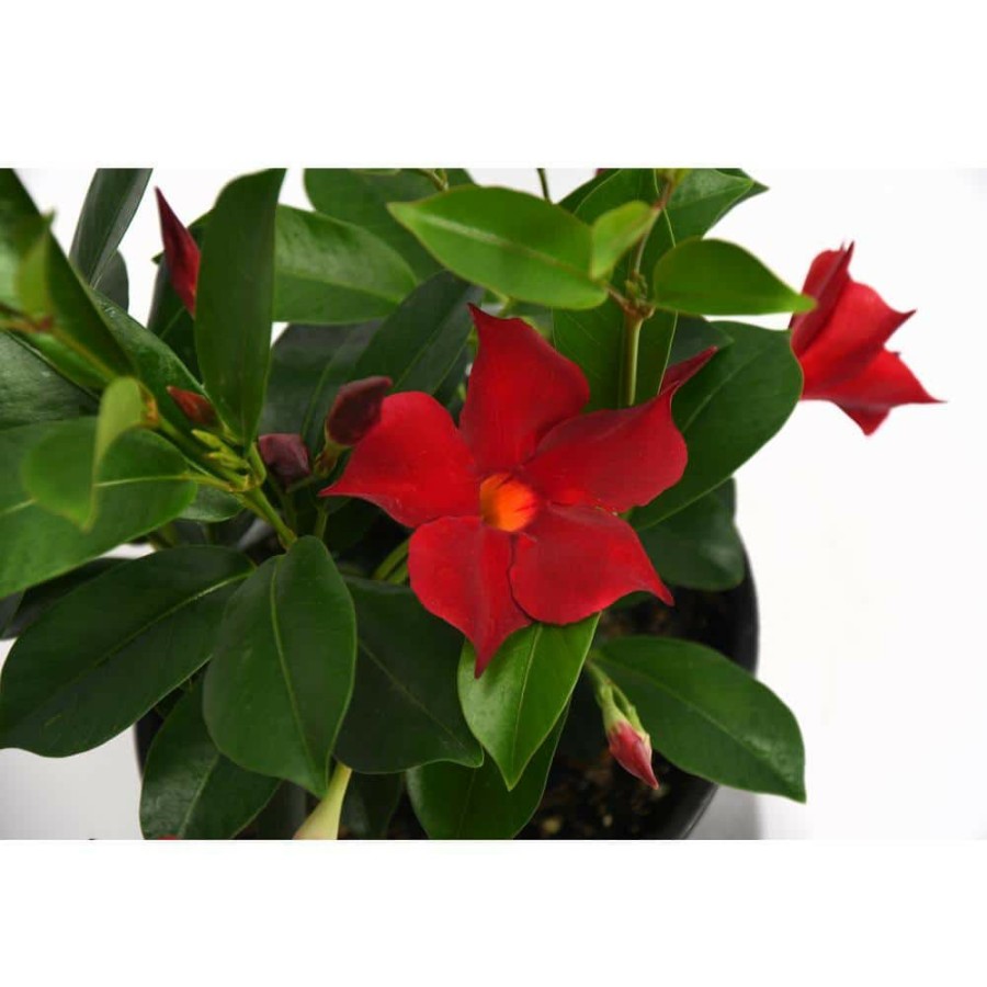 Outdoor Plants * | Outlet 2.5 Qt. Sun Parasol 'Crimson' Blooming Red Mandevilla Plant By Everde Growers