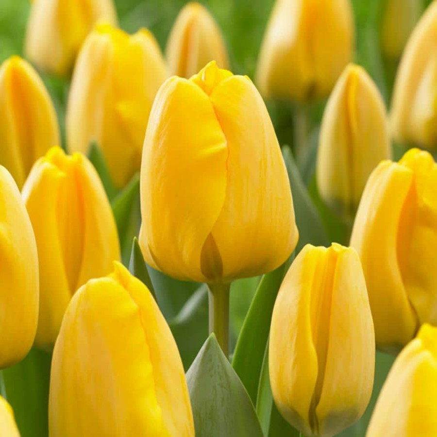 Outdoor Plants * | New Tulips Golden Apeldoorn Set Of 25 Bulbs By Van Zyverden