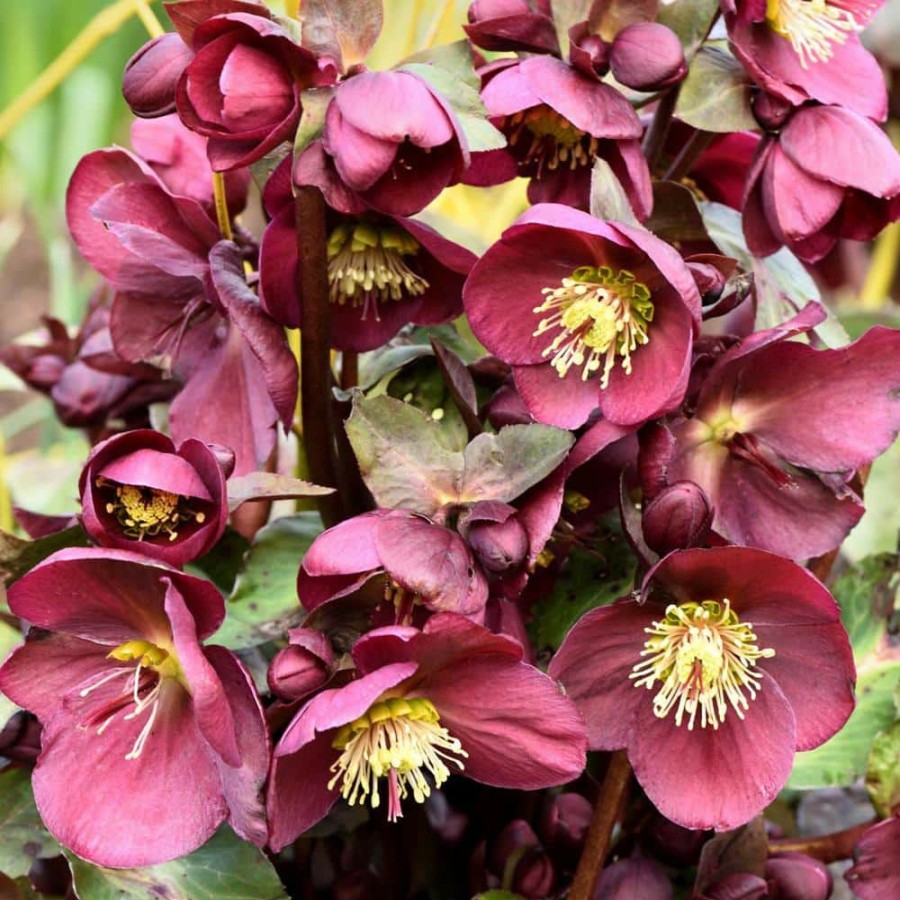 Outdoor Plants * | Wholesale 4 In. Pot Red Flowers Anna'S Red Lenten Rose (Helleborus) Live Potted Perennial Plant (1-Pack) By Spring Hill Nurseries