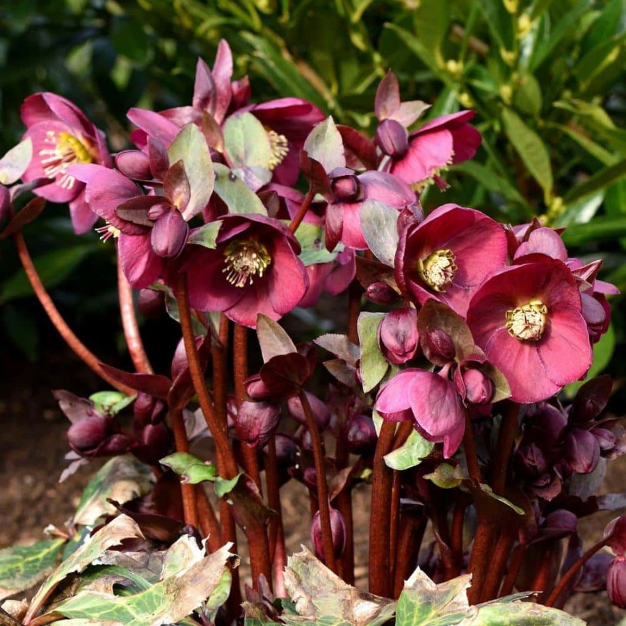 Outdoor Plants * | Wholesale 4 In. Pot Red Flowers Anna'S Red Lenten Rose (Helleborus) Live Potted Perennial Plant (1-Pack) By Spring Hill Nurseries