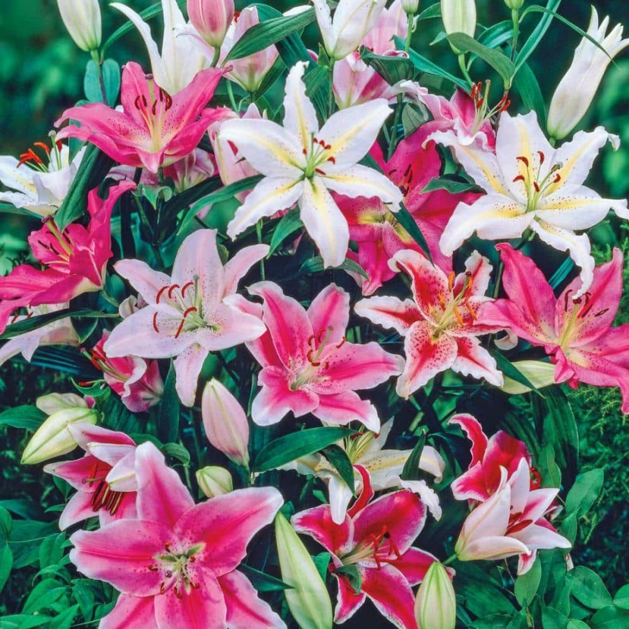 Outdoor Plants * | Cheap Oriental Lily Mixture Bulbs (10-Pack) By Breck'S