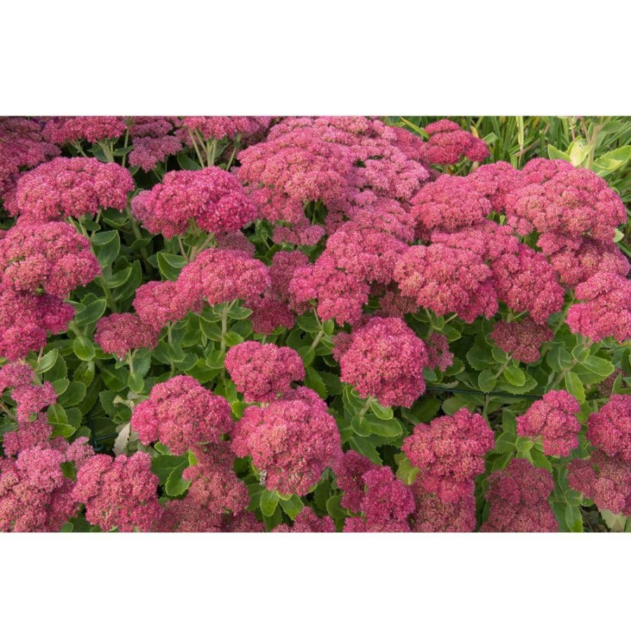 Outdoor Plants * | Outlet 1 Gal. Autumn Joy Stonecrop Shrub With Large Fall-Blooming Pink Flowers By Online Orchards