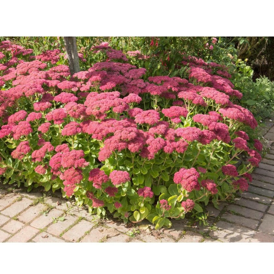 Outdoor Plants * | Outlet 1 Gal. Autumn Joy Stonecrop Shrub With Large Fall-Blooming Pink Flowers By Online Orchards