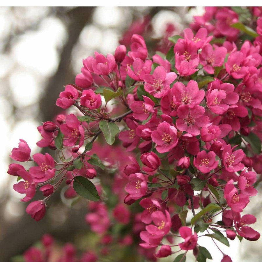 Outdoor Plants * | Cheap Prairie Fire Flowering Crabapple Tree Bare Root By Online Orchards