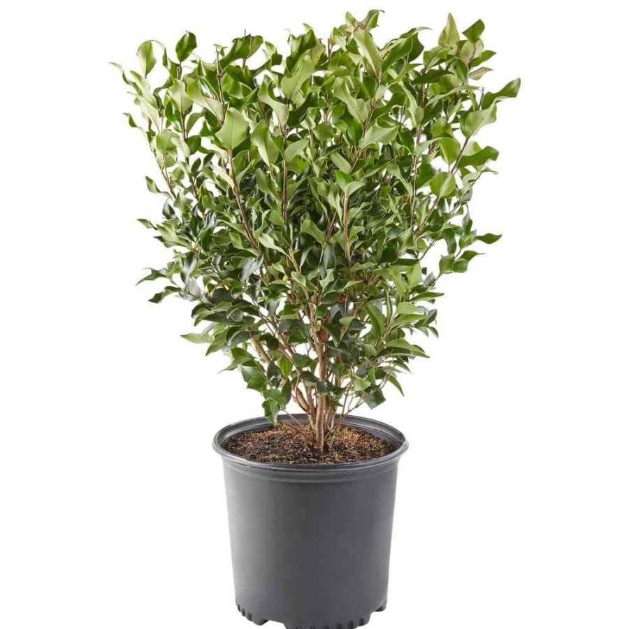 Outdoor Plants * | Best Deal 2.25 Gal. Ligustrum Recurvifolium Privet Shrub By Unbranded