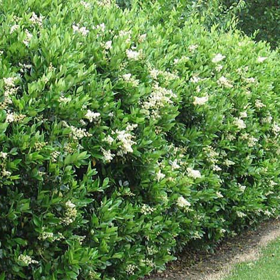 Outdoor Plants * | Best Deal 2.25 Gal. Ligustrum Recurvifolium Privet Shrub By Unbranded