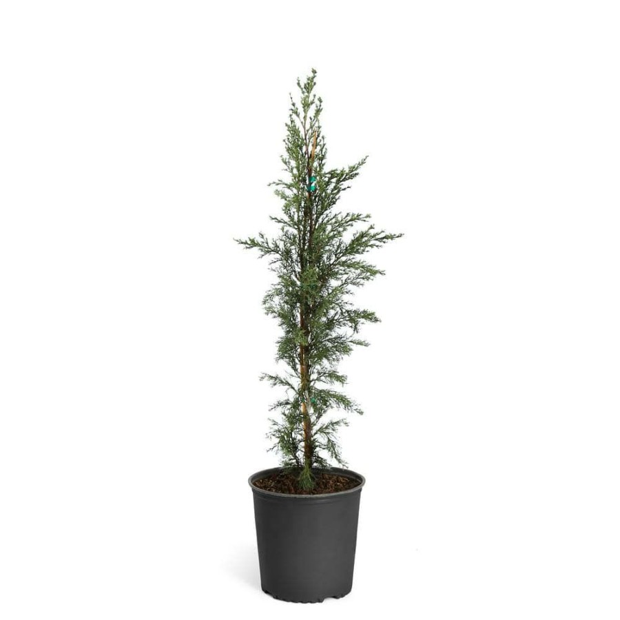 Outdoor Plants * | Wholesale 4 Ft. To 5 Ft. Tall 5 Gal. Italian Cypress Evergreen Tree By Brighter Blooms