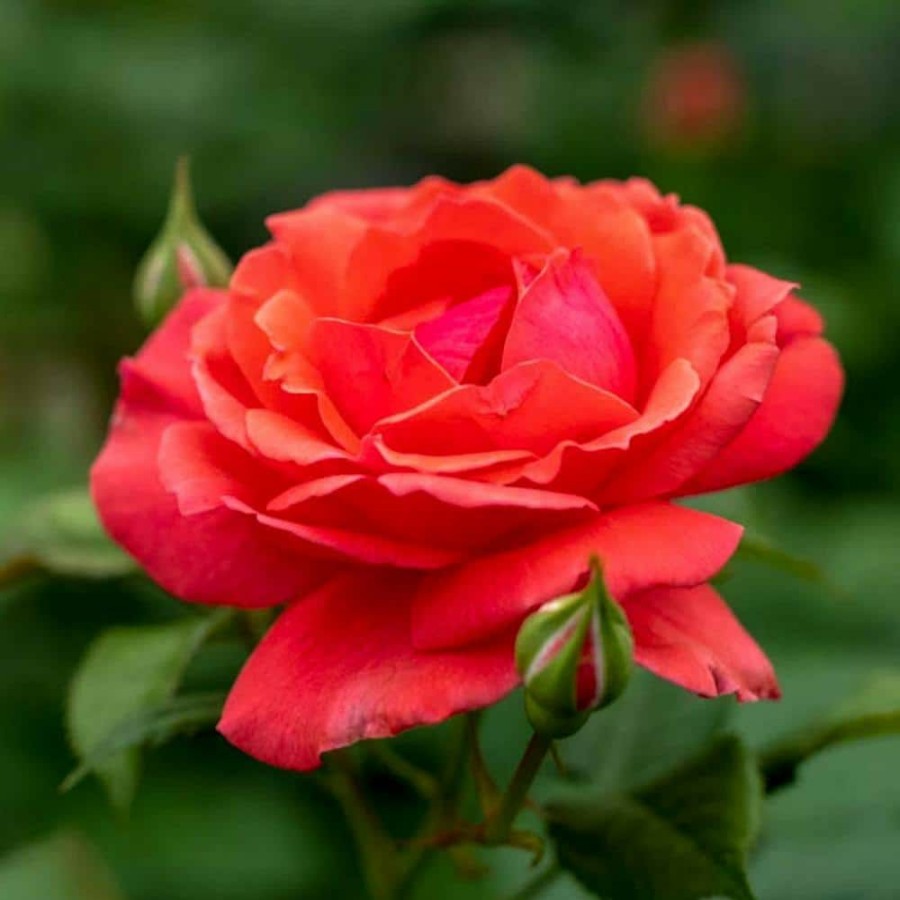 Outdoor Plants * | Brand New 4 In. Pot, Coral Freedom Shrub Rose, Coral Pink Color Flowers Live Potted Plant (1-Pack) By Spring Hill Nurseries