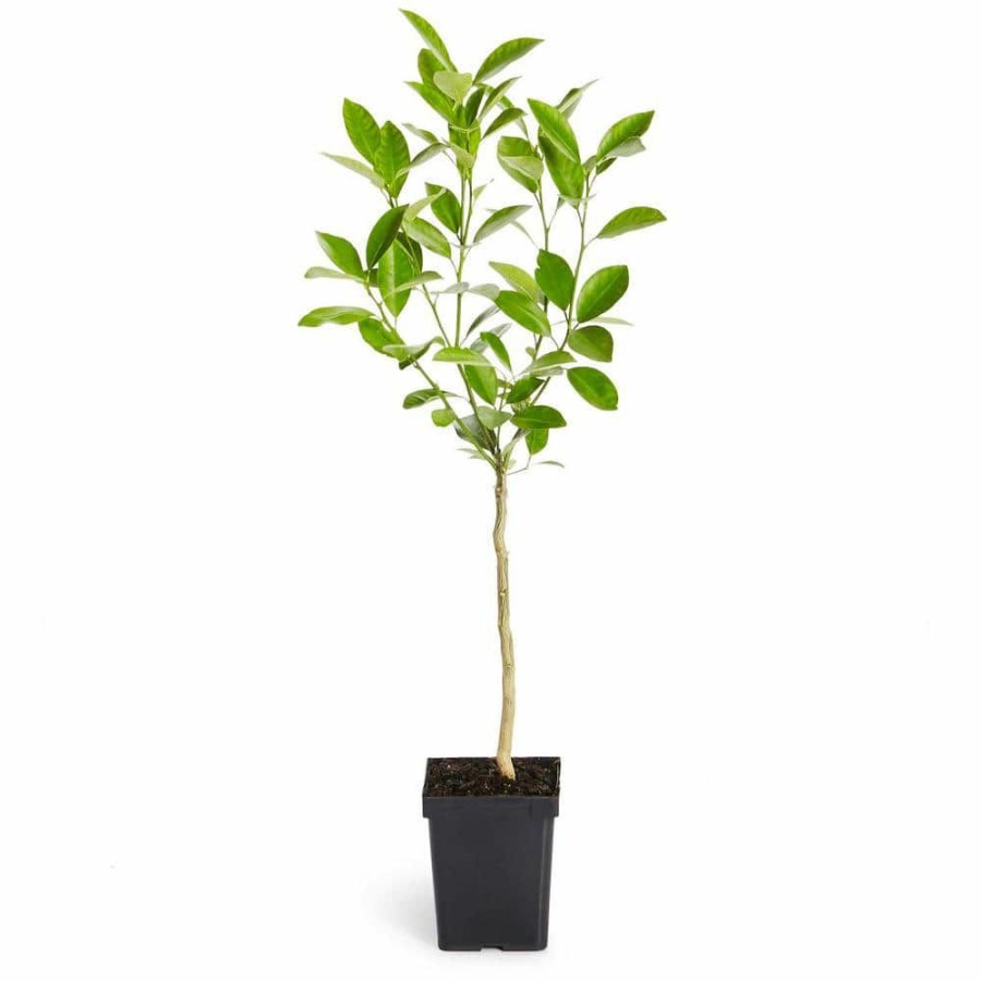 Outdoor Plants * | Top 10 1 Qt. Nagami Kumquat Tree By Brighter Blooms