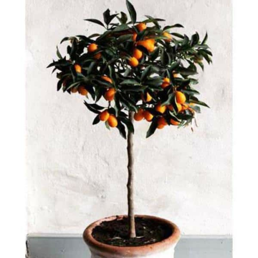 Outdoor Plants * | Top 10 1 Qt. Nagami Kumquat Tree By Brighter Blooms