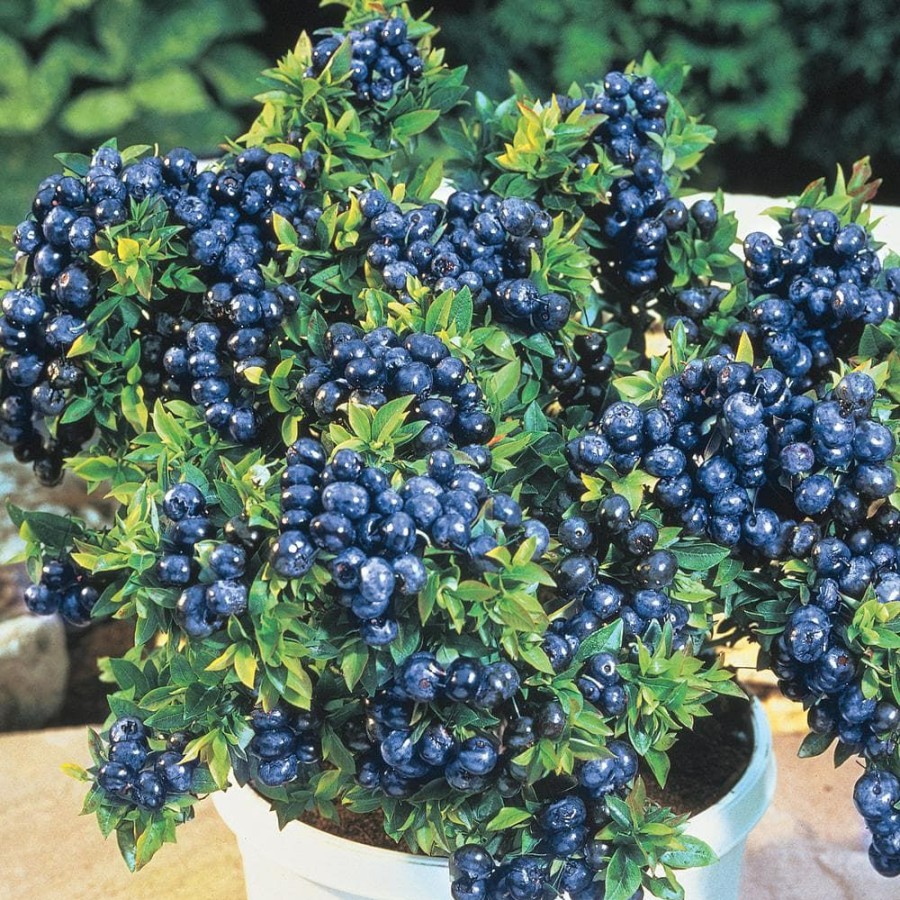 Outdoor Plants * | Buy 4 In. Pot Tophat Blueberry Vaccinium, Live Potted Fruiting Plant (1-Pack) By Gurney'S