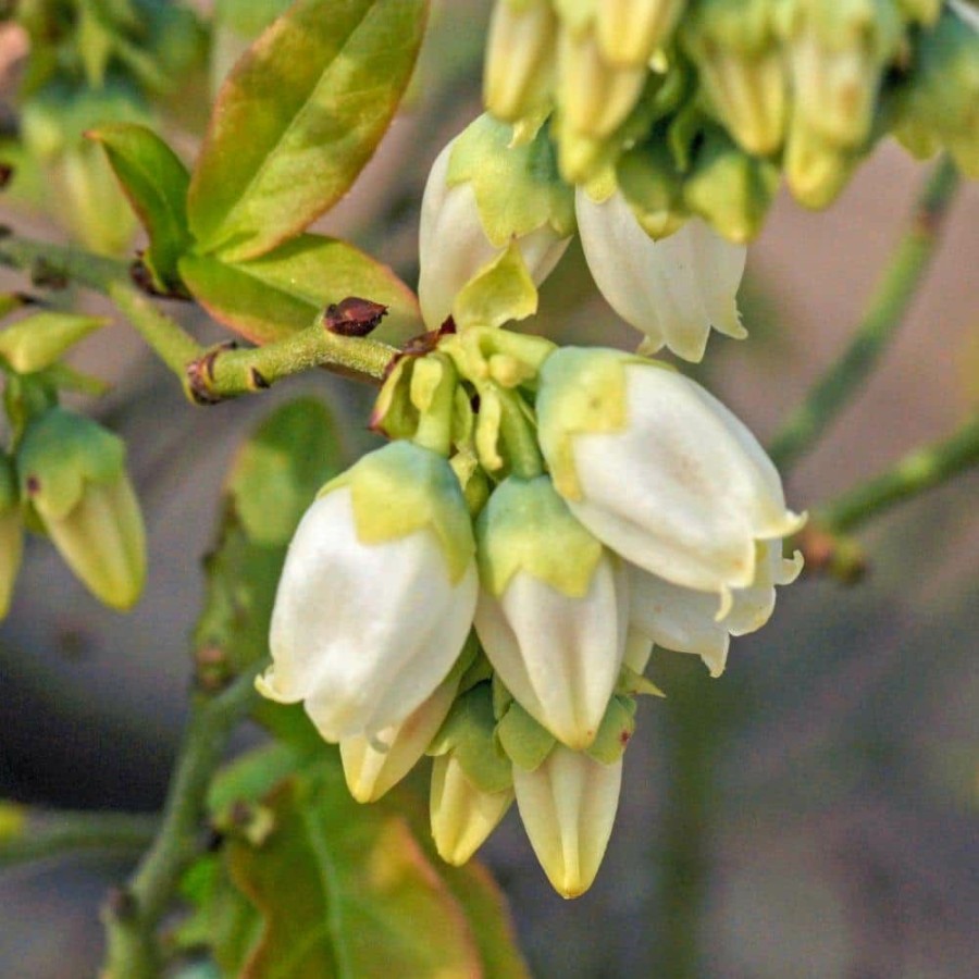 Outdoor Plants * | Buy 4 In. Pot Tophat Blueberry Vaccinium, Live Potted Fruiting Plant (1-Pack) By Gurney'S