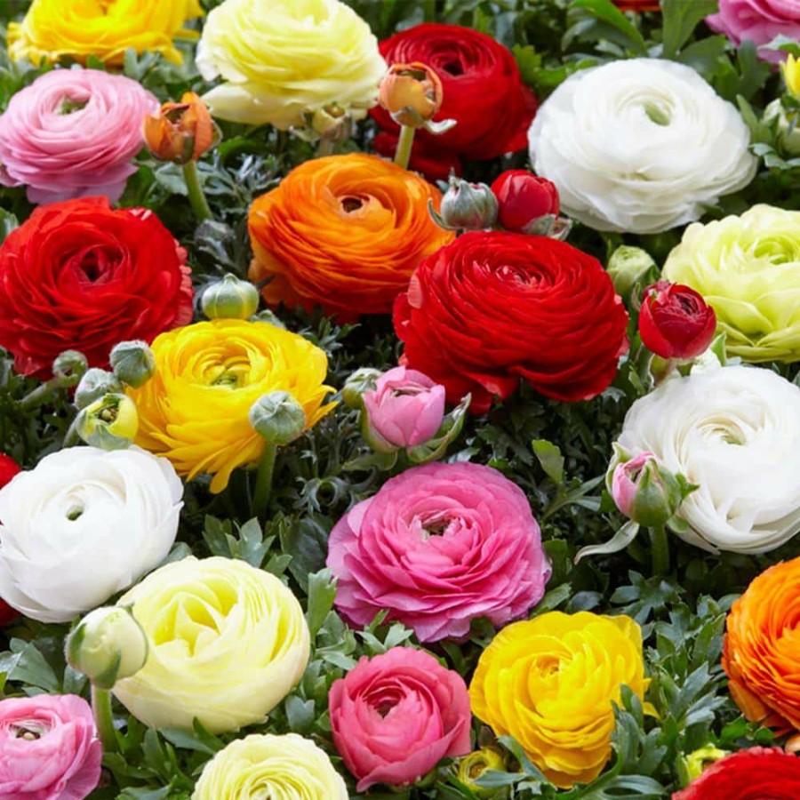 Outdoor Plants * | Hot Sale Butter Cups Ranunculus Double Blooming Mixed Bulbs (75-Pack) By Van Zyverden