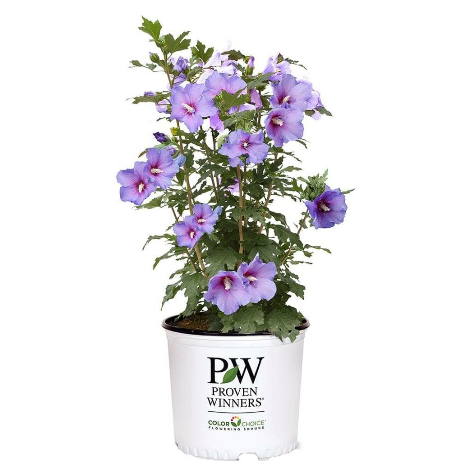 Outdoor Plants * | Coupon 2 Gal. Paraplu Violet Rose Of Sharon (Hibiscus) Shrub With Blue-Violet Flowers By Proven Winners