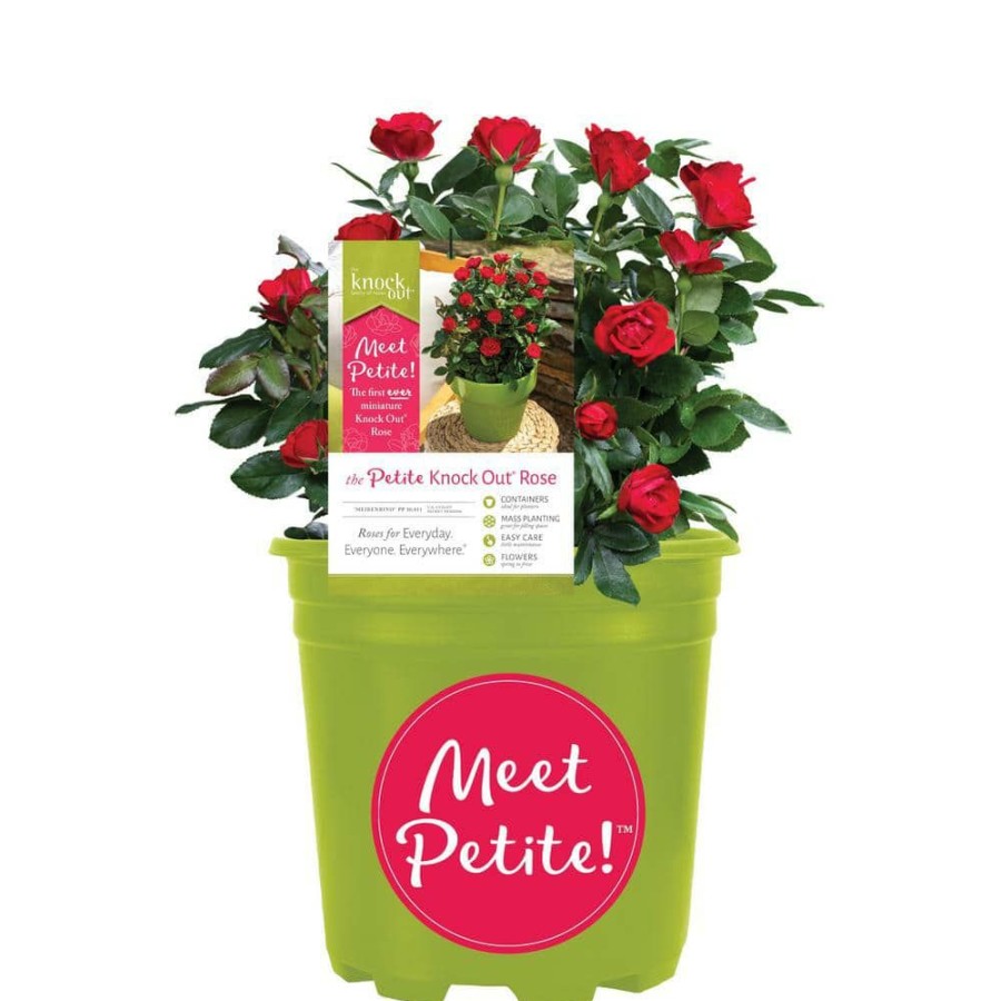 Outdoor Plants * | Deals 1.5 Gal. Red The Petite Knock Out Rose Bush With Red Flowers